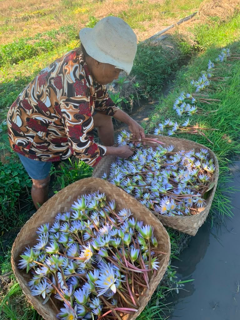 A Balinese farmer harvesting Blue Lotus flowers into woven baskets beside a pond in Gianyar, Bali