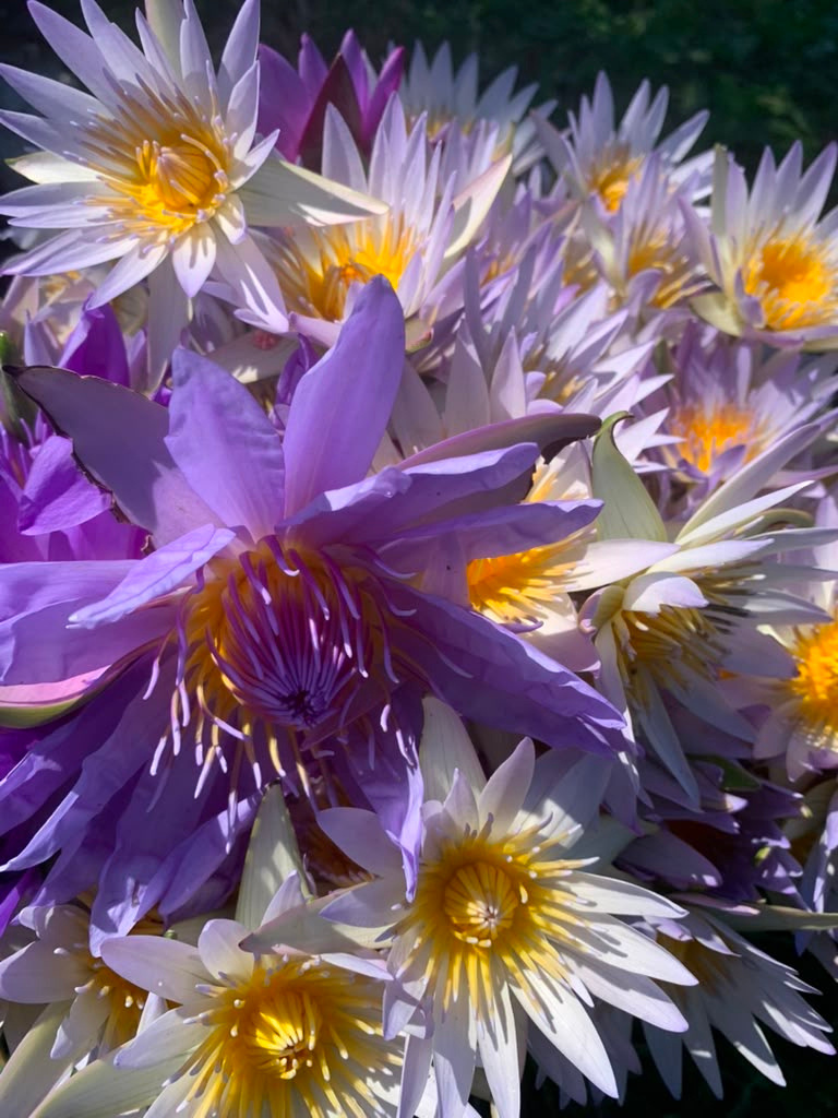 Freshly harvested lavender and white lotus blossoms with golden centres, gathered petal to petal